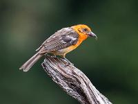 Blutkardinal Männchen